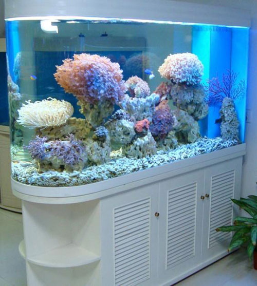 居家养鱼风水讲究，怎么养鱼招财运？