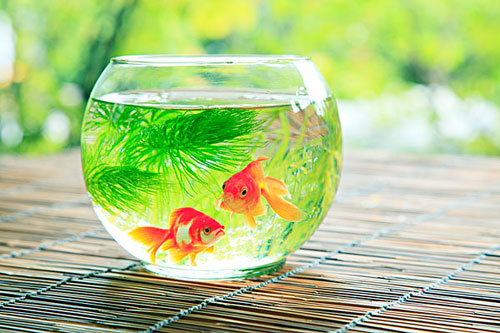 居家养鱼风水讲究，怎么养鱼招财运？